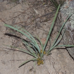 Lomandra bracteata (Small Matrush) at Conder, ACT - 30 Nov 2020 by michaelb