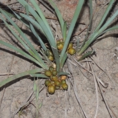 Lomandra bracteata at Conder, ACT - 30 Nov 2020