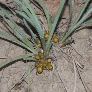 Lomandra bracteata at Conder, ACT - 30 Nov 2020