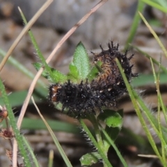 Junonia villida (Meadow Argus) at Conder, ACT - 30 Nov 2020 by michaelb