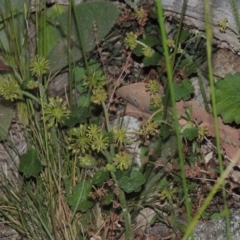 Hydrocotyle laxiflora (Stinking Pennywort) at Tuggeranong Hill - 30 Nov 2020 by MichaelBedingfield