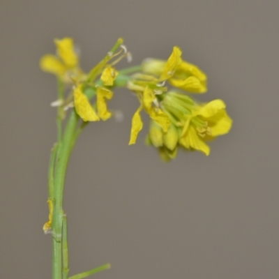 Hirschfeldia incana (Buchan Weed) at Majura, ACT - 24 Oct 2020 by natureguy