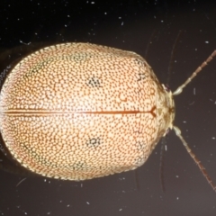 Paropsis atomaria (Eucalyptus leaf beetle) at Ainslie, ACT - 24 Jan 2021 by jb2602