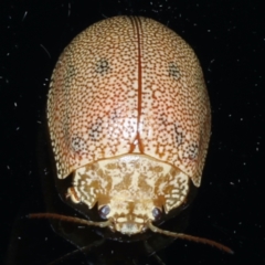 Paropsis atomaria at Ainslie, ACT - 24 Jan 2021