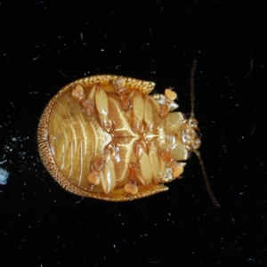 Paropsis atomaria at Ainslie, ACT - 24 Jan 2021