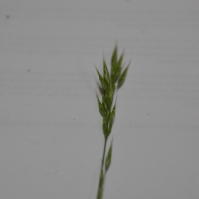 Bromus hordeaceus (A Soft Brome) at Sutton, NSW - 24 Oct 2020 by natureguy