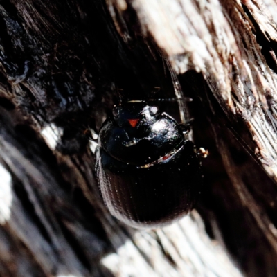 Paropsisterna irina (Irina leaf beetle) at O'Connor, ACT - 21 Jan 2021 by ConBoekel