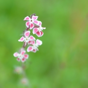 Silene gallica var. quinquevulnera at Wamboin, NSW - 29 Oct 2020