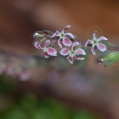 Silene gallica var. quinquevulnera at Wamboin, NSW - 29 Oct 2020