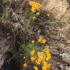 Chrysocephalum semipapposum (Clustered Everlasting) at Majura, ACT - 17 Jan 2021 by alex_watt