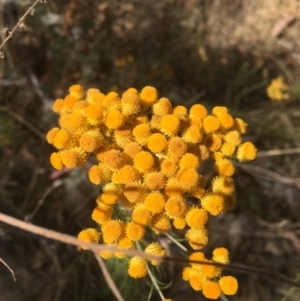 Chrysocephalum semipapposum at Majura, ACT - 17 Jan 2021