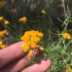 Chrysocephalum semipapposum at Majura, ACT - 17 Jan 2021