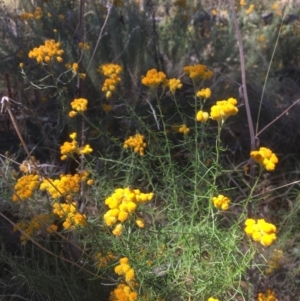 Chrysocephalum semipapposum at Majura, ACT - 17 Jan 2021