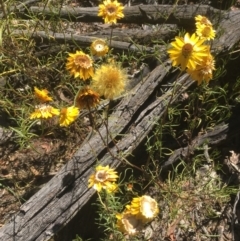 Xerochrysum viscosum (Sticky Everlasting) at Ainslie, ACT - 17 Jan 2021 by alex_watt