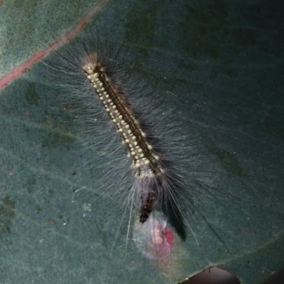 Uraba lugens (Gumleaf Skeletonizer) at O'Connor, ACT - 21 Jan 2021 by ConBoekel