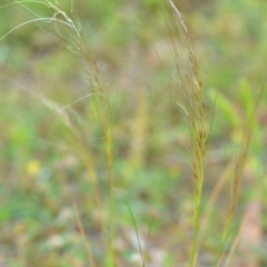 Austrostipa scabra (Corkscrew Grass, Slender Speargrass) at Wamboin, NSW - 29 Oct 2020 by natureguy