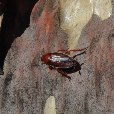 Paratemnopteryx couloniana at O'Connor, ACT - 20 Jan 2021 by ConBoekel