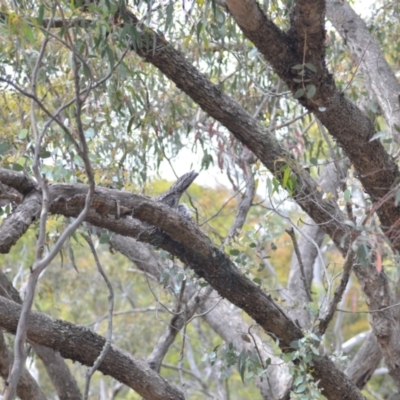 Podargus strigoides (Tawny Frogmouth) at Wamboin, NSW - 29 Oct 2020 by natureguy