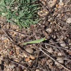 Acrida conica (Giant green slantface) at O'Connor, ACT - 20 Jan 2021 by ConBoekel