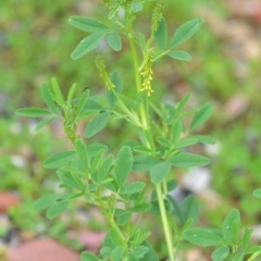 Melilotus indicus (Hexham Scent) at Wamboin, NSW - 7 Nov 2020 by natureguy