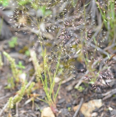 Aira elegantissima (Delicate Hairgrass) at Wamboin, NSW - 29 Oct 2020 by natureguy