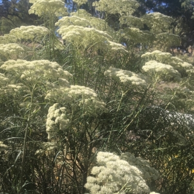 Cassinia longifolia (Shiny Cassinia, Cauliflower Bush) at Majura, ACT - 22 Jan 2021 by alex_watt