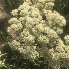 Cassinia longifolia at Majura, ACT - 23 Jan 2021 10:03 AM