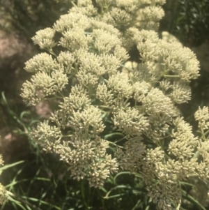 Cassinia longifolia at Majura, ACT - 23 Jan 2021