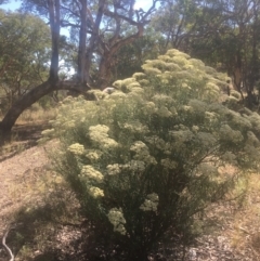 Cassinia longifolia at Majura, ACT - 23 Jan 2021