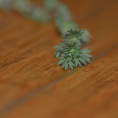 Aphanes arvensis (Parsley Piert) at Wamboin, NSW - 31 Oct 2020 by natureguy