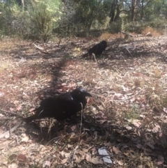 Corvus coronoides (Australian Raven) at Majura, ACT - 23 Jan 2021 by alexwatt