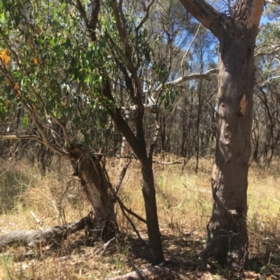 Eucalyptus blakelyi (Blakely's Red Gum) at Majura, ACT - 17 Jan 2021 by alex_watt