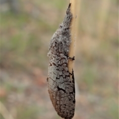 Sympycnodes rhaptodes (A Wood moth (Cossidae)) at Holt, ACT - 23 Jan 2021 by CathB