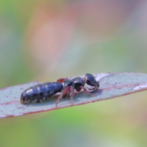 Tiphiidae (family) at O'Connor, ACT - 21 Jan 2021