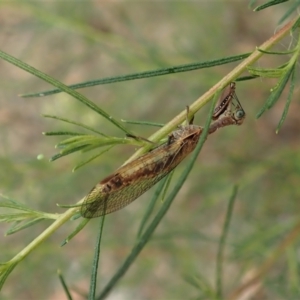 Mantispidae (family) at Holt, ACT - 24 Jan 2021 08:24 AM