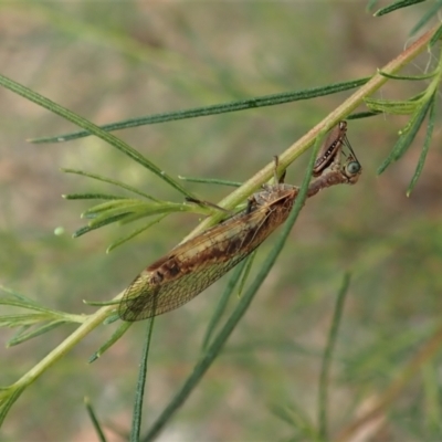 Mantispidae (family) (Unidentified mantisfly) at Aranda Bushland - 23 Jan 2021 by CathB