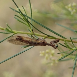 Mantispidae (family) at Holt, ACT - 24 Jan 2021 08:24 AM