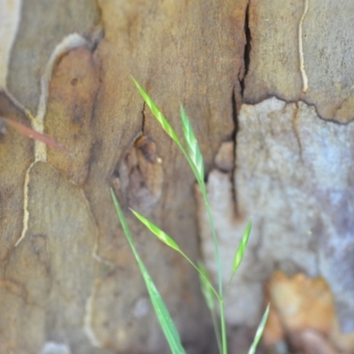 Bromus catharticus (Prairie Grass) at Wamboin, NSW - 2 Nov 2020 by natureguy