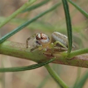 Opisthoncus sp. (genus) at Holt, ACT - 24 Jan 2021