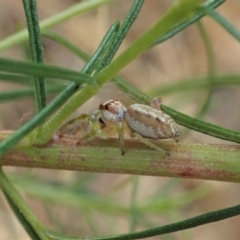 Opisthoncus sp. (genus) at Holt, ACT - 24 Jan 2021