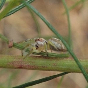 Opisthoncus sp. (genus) at Holt, ACT - 24 Jan 2021