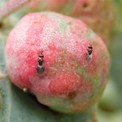 Chalcidoidea (superfamily) (A gall wasp or Chalcid wasp) at Cook, ACT - 24 Jan 2021 by CathB