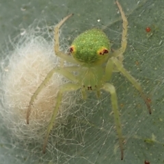 Araneus circulissparsus (species group) (Speckled Orb-weaver) at Cook, ACT - 24 Jan 2021 by CathB