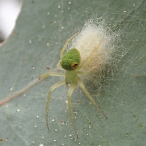 Araneus circulissparsus (species group) at Cook, ACT - 24 Jan 2021 07:50 AM