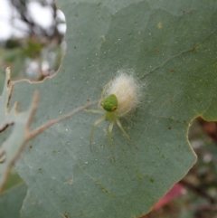 Araneus circulissparsus (species group) at Cook, ACT - 24 Jan 2021