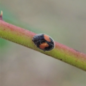 Diomus notescens at Cook, ACT - 24 Jan 2021 06:54 AM