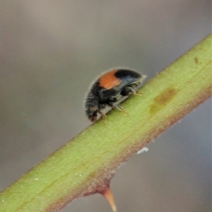 Diomus notescens at Cook, ACT - 24 Jan 2021 06:54 AM