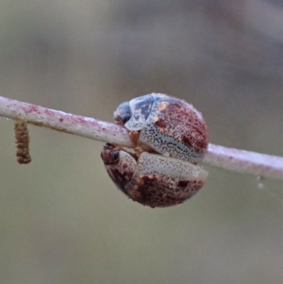 Paropsisterna m-fuscum (Eucalyptus Leaf Beetle) at Cook, ACT - 23 Jan 2021 by CathB