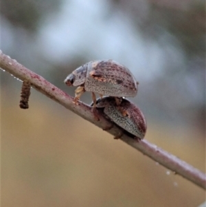 Paropsisterna m-fuscum at Cook, ACT - 24 Jan 2021