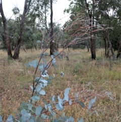 Paropsisterna m-fuscum at Cook, ACT - 24 Jan 2021